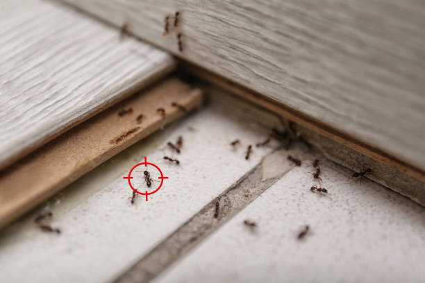 Best Affordable Pest Control Services  in Glenn Dale, MD