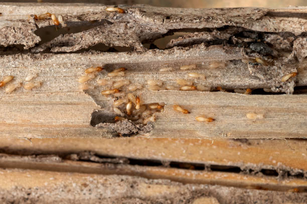 Best Wildlife Control Services  in Glenn Dale, MD
